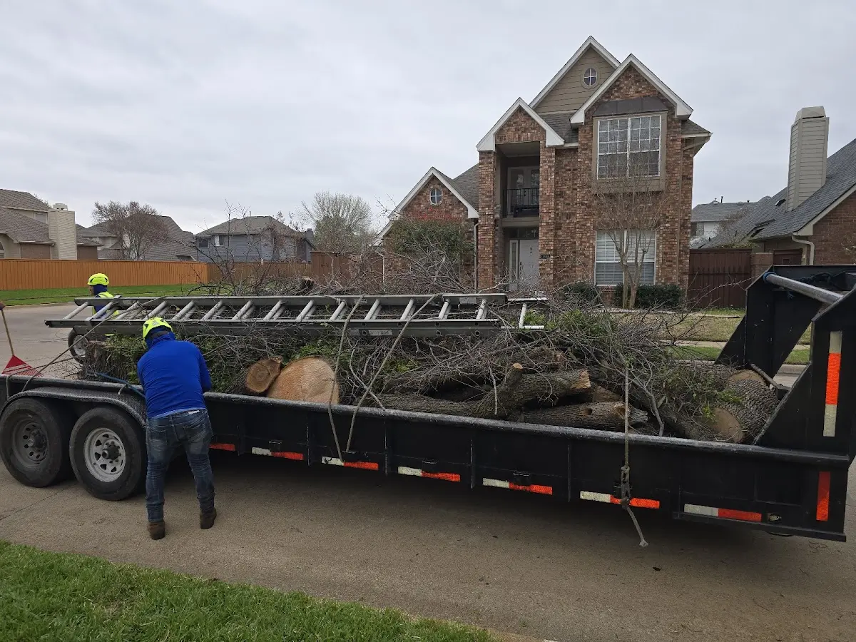 Expert Tree Fertilization with proper safety equipment in Sidney